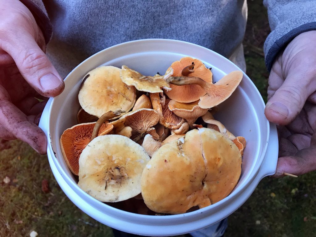 Foraging for wild mushrooms