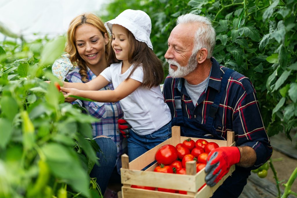 Grandfather growing organic vegetables with family at bio farm. People healthy food concept