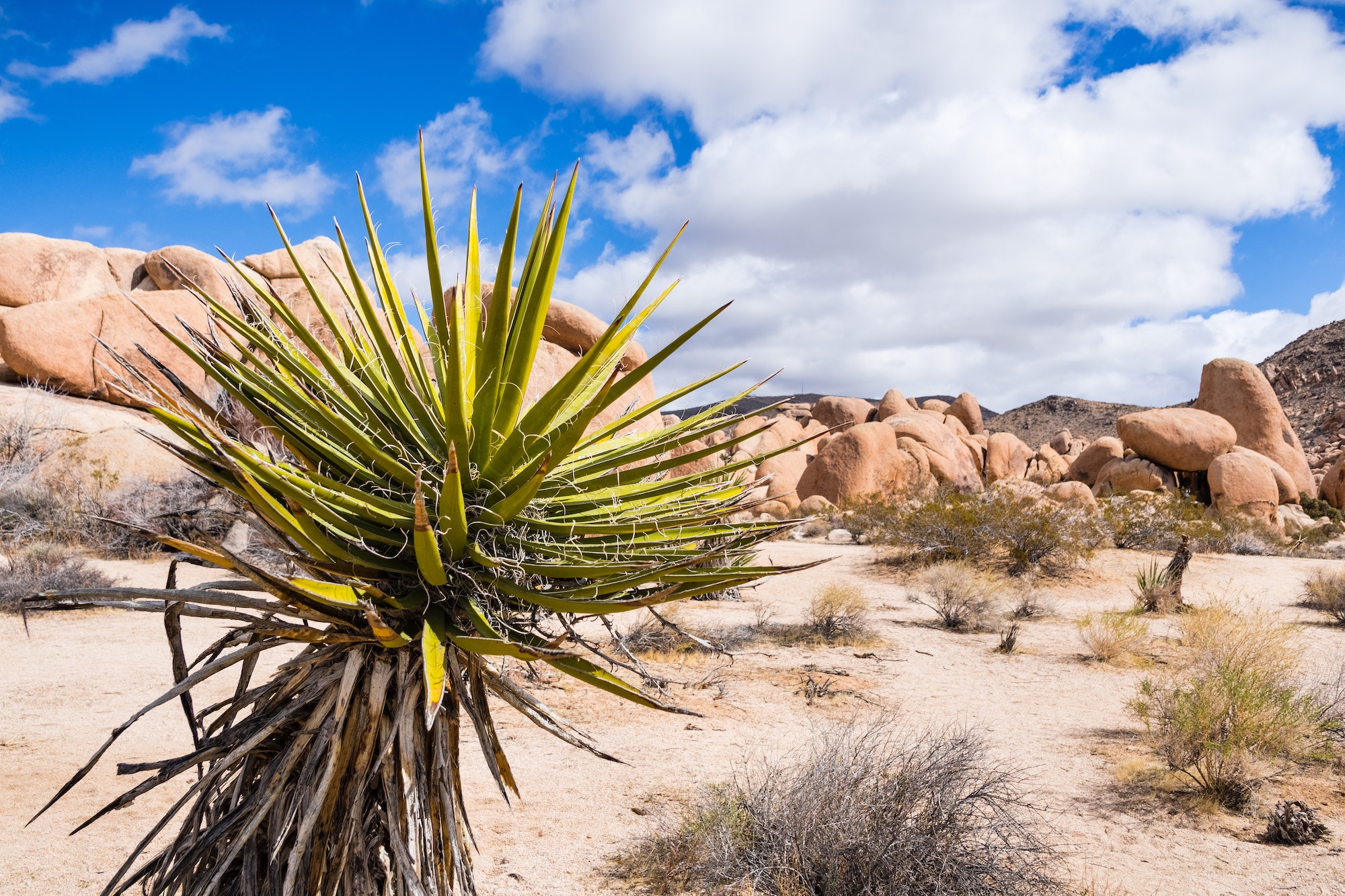 Mojave Yucca (Yucca schidigera)